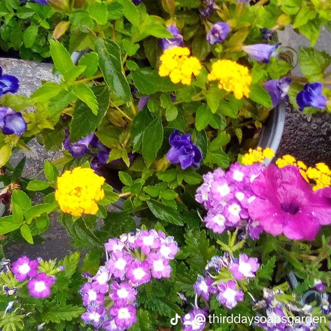 Gardeners/Mechanic Handmade Scrubbing Soap Bar. 4.5 oz
