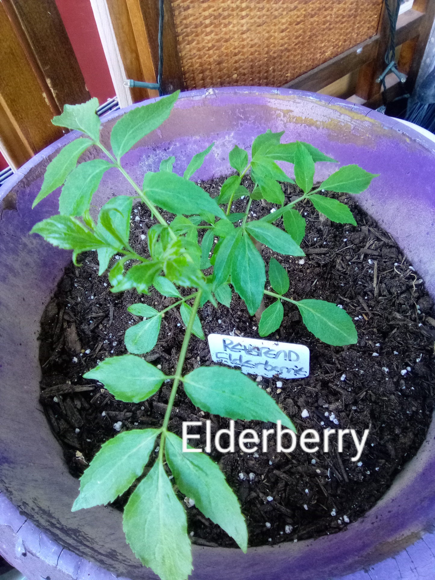 Elderberry Organic Syrup